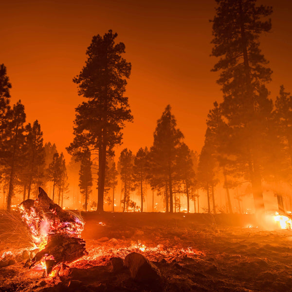 Rising Global Temperatures 'Make Wildfires 150% More Likely'