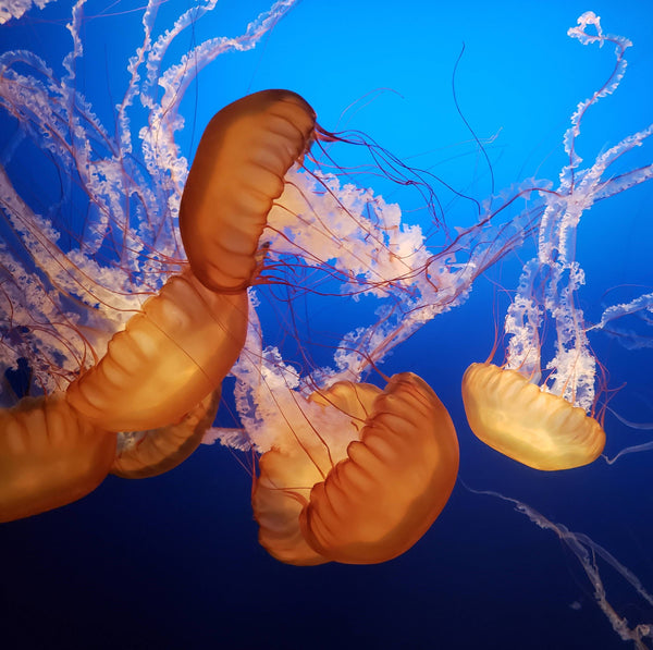 10 need-to-know facts about… Life Below Water